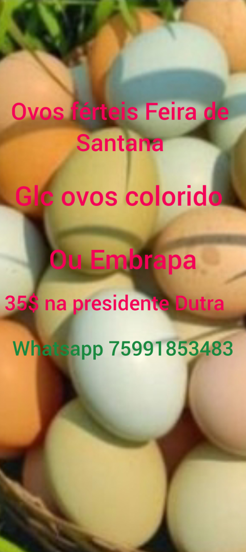 Ovos ferteis Feira de Santana whatsapp 75991853483